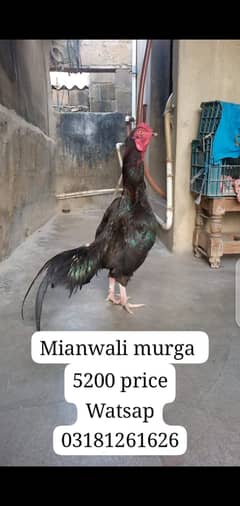 Aseel murga