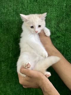 Persian kittens for sale(03035935312)