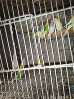 Australian budgies parrot pair