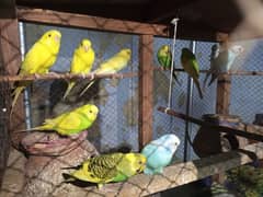 Australian parrots with Cage for sale 0