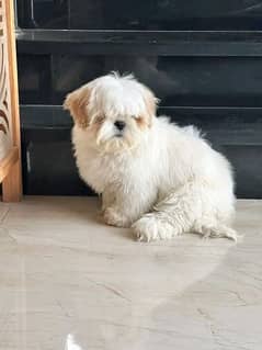 shihtzu