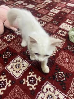 Persian Cats for sale