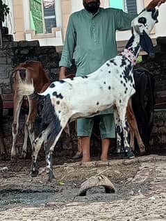 Desi gabn bakri sale