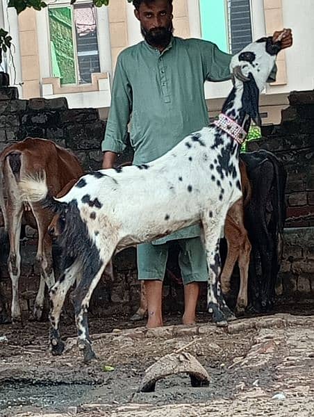 Desi gabn bakri sale 1