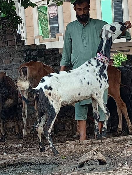 Desi gabn bakri sale 3