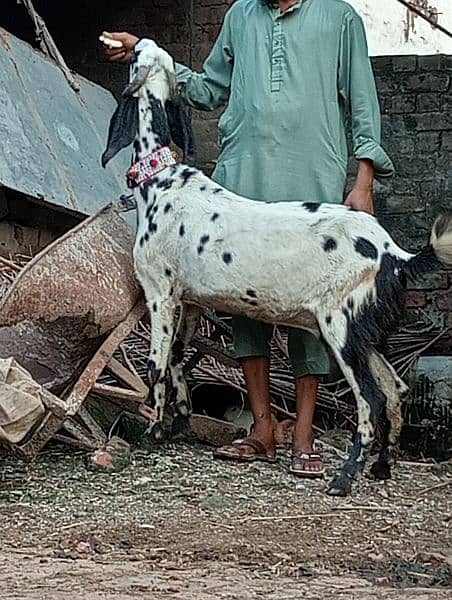 Desi gabn bakri sale 4