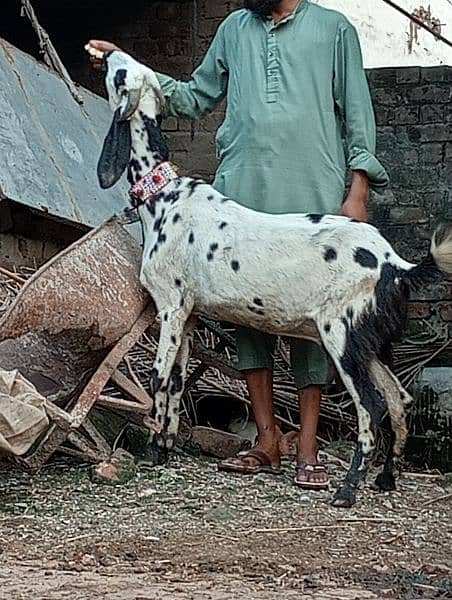 Desi gabn bakri sale 5