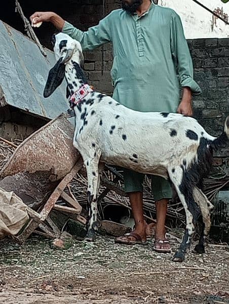 Desi gabn bakri sale 6