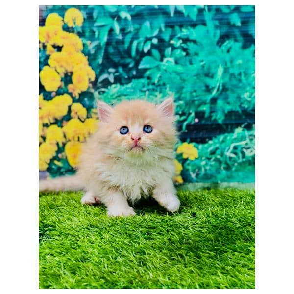 Persian hamalian british punch face piki face cat's and kitten's 5