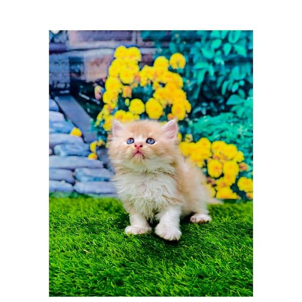 Persian hamalian british punch face piki face cat's and kitten's 6