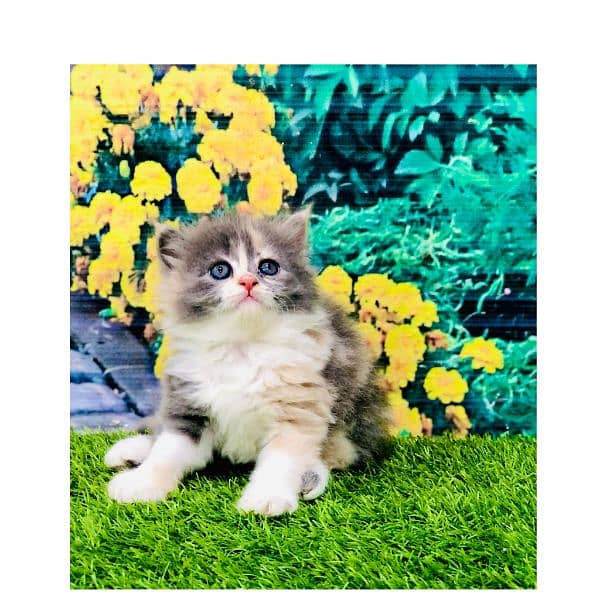 Persian hamalian british punch face piki face cat's and kitten's 9