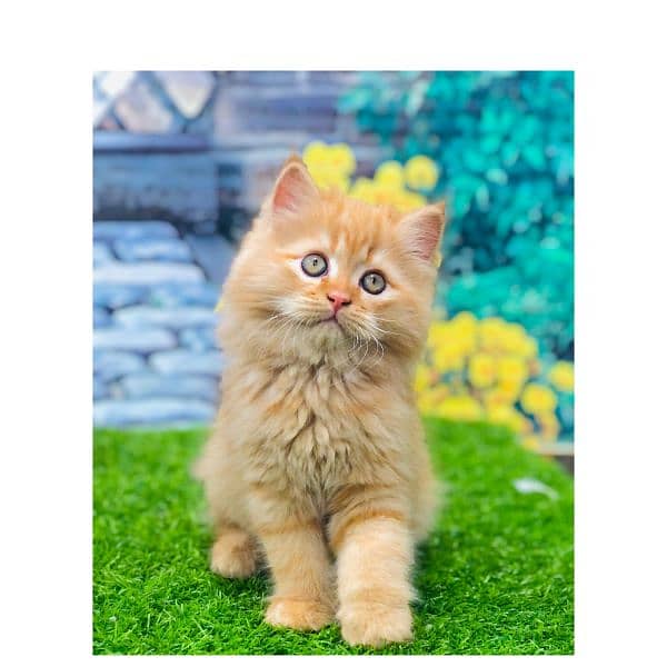 Persian hamalian british punch face piki face cat's and kitten's 10