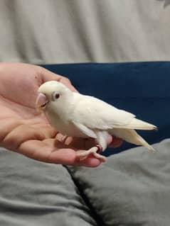 Fully Hand Tame Albino Red Eye