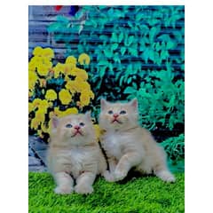 Persian hamalian british punch face piki face cat's and kitten's 0