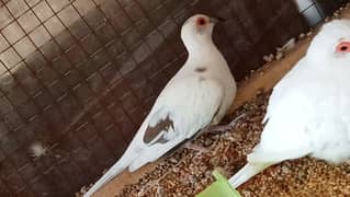 diamond pied breeder pairs