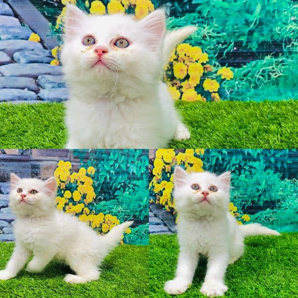 Persian hamalian british punch face piki face cat's and kitten's 15