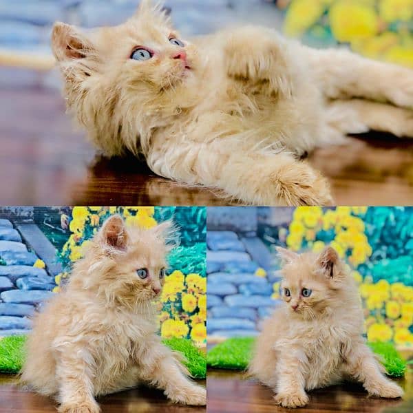 Persian hamalian british punch face piki face cat's and kitten's 16