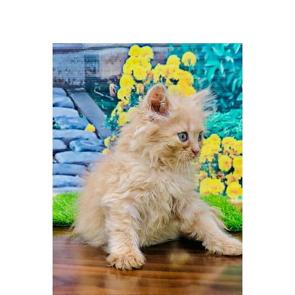 Persian hamalian british punch face piki face cat's and kitten's 17