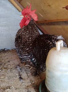 coco bantam