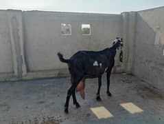 Amarsari goat with female kid