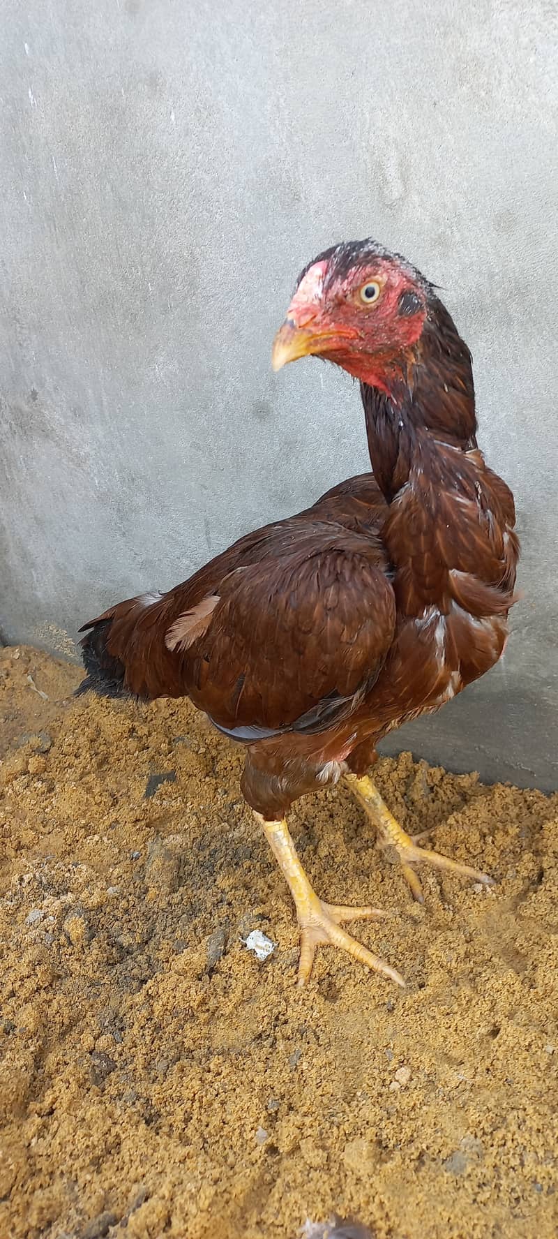 Aseel Shamo pure Java Hens Murgi Birds 5