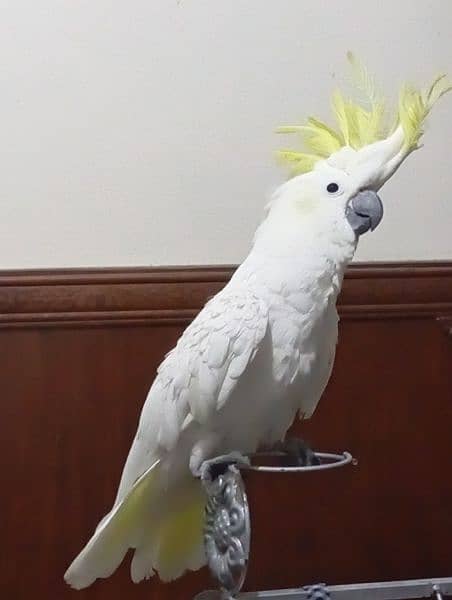 sulphur cockatoo female 4