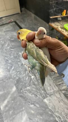 Breeder pair ha Albino black eye male and parblue pastel ka pair