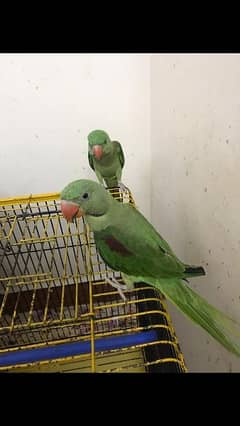 raw kashmiri parrot for sale