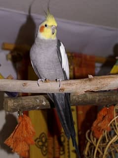 Gray cockatiel male