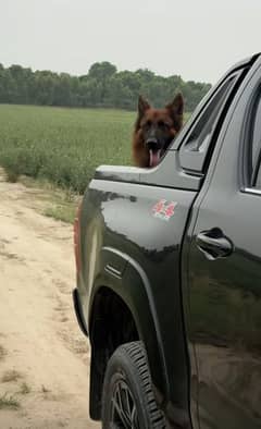 German Shepard female Poland imported