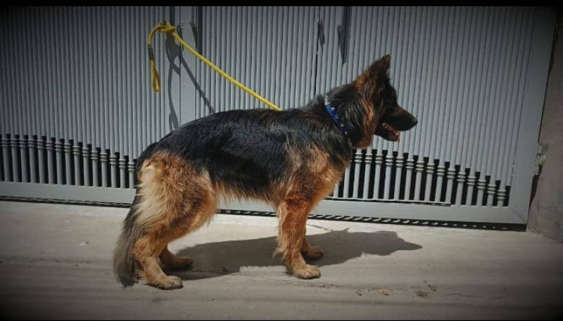 German Shepard female Poland imported 3