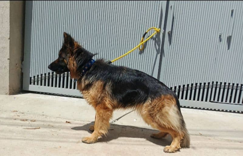 German Shepard female Poland imported 4