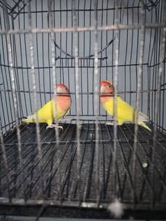 Love BIRDS BREED PAIR