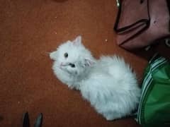 White persian male 0