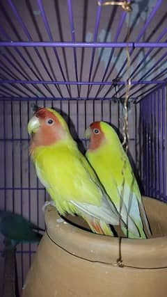 lovebirds green fishri and Latino red eye