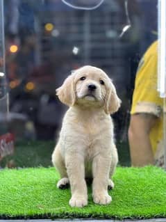 Golden Retriever Pedigreed pups