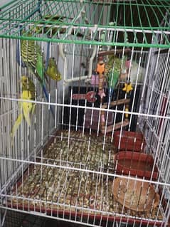 Budgies and Cockateil for Sale