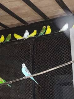 Multicolor Bird's For Sale