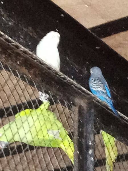 Multicolor Bird's For Sale 1