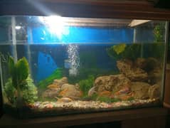 Fish tank/aquarium