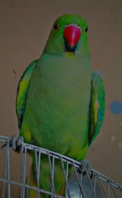 Green female parrot