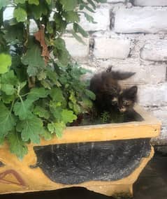 Persian triple coat. brown colour bathroom trained