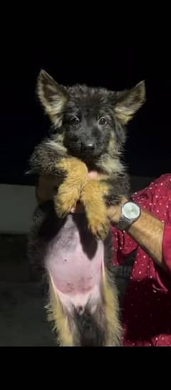 German Shepherd puppy for sale in Lahore