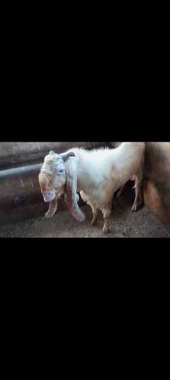 Gulabi breeder for sell