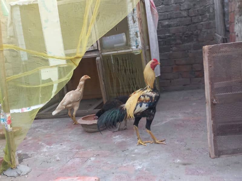 Aseel pair + desi hen 0