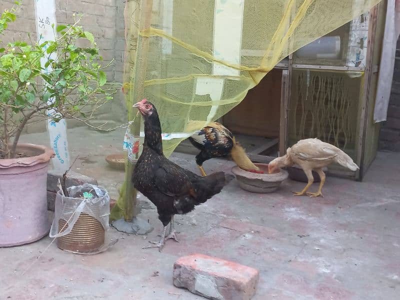 Aseel pair + desi hen 3