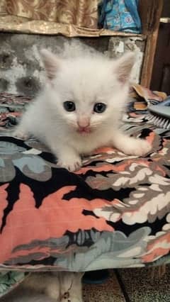 urgent sale for kitten each 8000 0