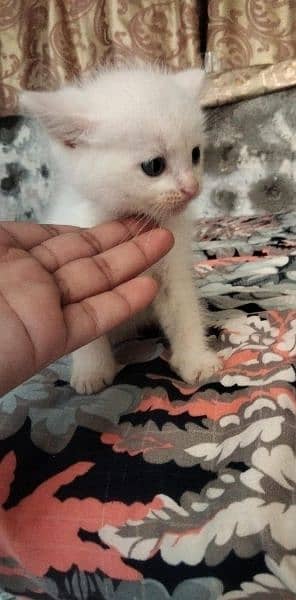 urgent sale for kitten each 8000 5