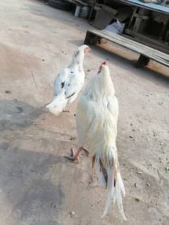 Half white pair plus heeri pathi 6 month