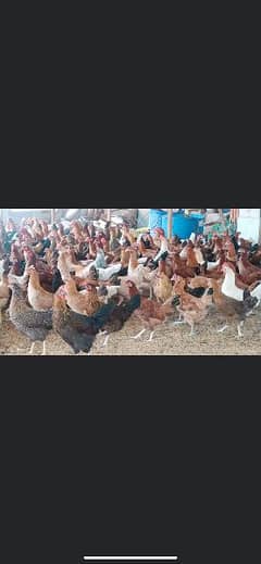 Golden misri Desi Fresh Stater 110% Eggs Laying hens Murghi Available